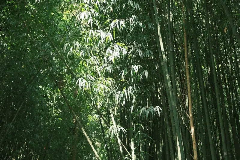 湖北企业软件开发与系统集成服务：左眼眺科技的技术实践解析